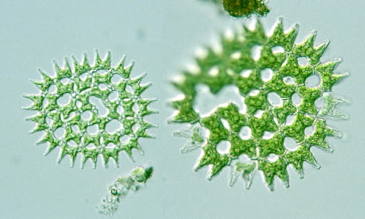 Pediastrum duplex  var. reticulatum 